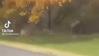 روحش شاد:////