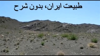 زیستگاه های طبیعی ایران جولانگاه سگ های ولگرد می‌شود؟