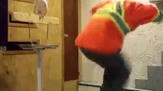 دعوای طوطی‌کاکادو‌با‌صاحبش