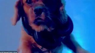 دیس سارا یهو نری بالا