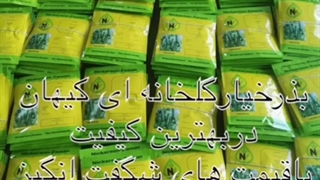 فروش بذر خیار گلخانه ای