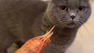 اخی شبیه گربه ی خودمه ووویییی