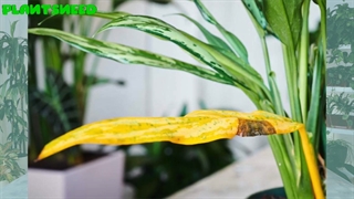 توضیح کامل از چگونگی زرد شدن برگ‌های گل‌ها و راه درمان آن