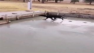 سگ خرابکار