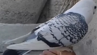 عدنان روستای دهیچ با پرنده هایش