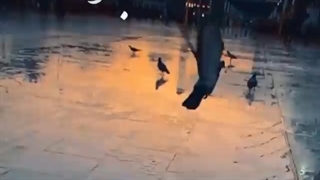 باگریه سلام