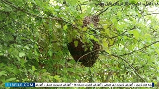 آموزش درآمد زایی پرورش زنبور عسل-زنبورداری-روش ایجاد دسته ی مصنوعی