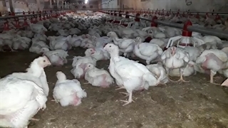 مشکل تنفسی در مرغ گوشتی