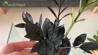 ویدئویی از زامیفولیای بلک