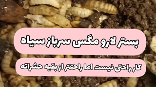 پرورش مگس سرباز سیاه BSFL