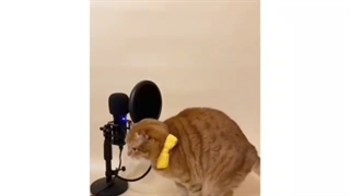 گربه سخنگو به سبک bts