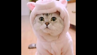 گربه(ساخت خودم)