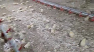 مدیریت سفره دان در پرورش مرغ گوشتی