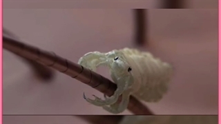 راهکارهای فوری برای درمان شپش سر