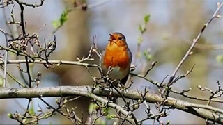 آواز پرنده ها