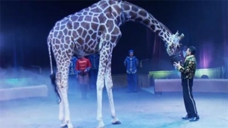 سیرک : نمایش دیدنی حیوانات مختلف