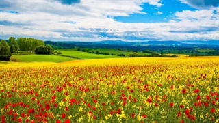 علیرضا افتخاری - گلهای اطلسی