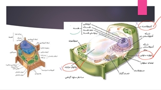 dahom_f6_g1_1