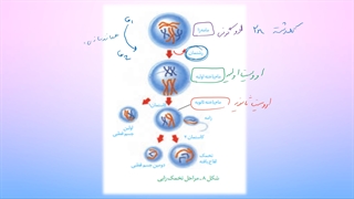 یازدهم-فصل7-ش19