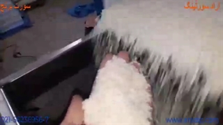 سورت برنج 2-آراد سورتینگ - 56236956/7-021