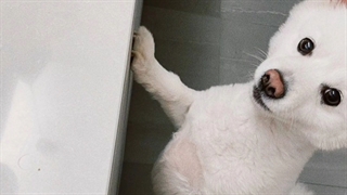 عکس ها و ویدیو منتشر شده از صفحه شخصی اینستاگرام Kim Namjoon