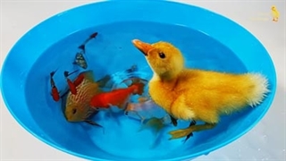 جوجه اردک و ماهی ها