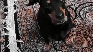 انگار من عروسکه رو جر دادم=/