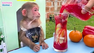 فیلم *Animals Home*قسمت بیست وچهارم
