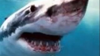 Great white shark