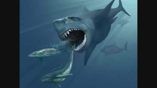 the great white shark megalodon