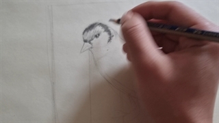 طراحی پرنده مدادی 3