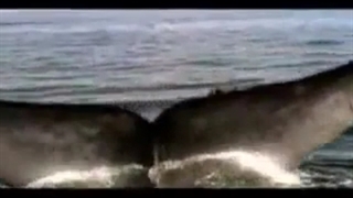 George Fenton - Blue Whale