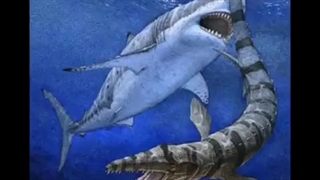 اضخم و اکبر قروش العالم جزء 2