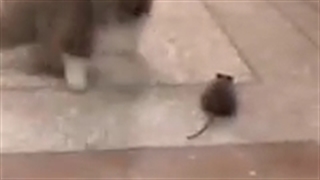 گربه های امروزی ، زنگ خنده