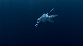 Sea Monsters~ Cretoxyhrina attack