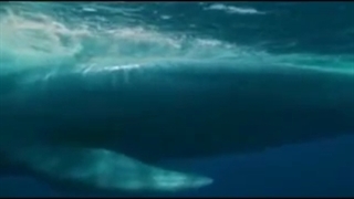 Biggest Animal  اکبر حوت فی العالم  سبحان الله