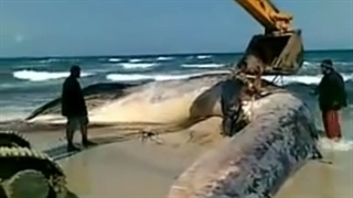 اکبر حوت فی العالم سبحان الله