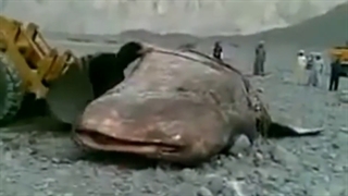 اکبر حوت فی العالم شی عجیییب