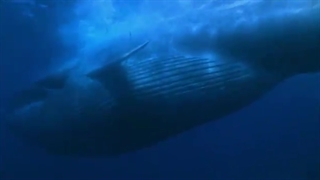 الحوت الأزرق، أکبر الحیوانات التی عاشت على الإطلاق.flv