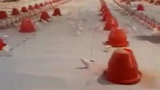 نمونه بار ارسالی گوشتی