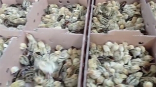 فروش بلدرچین یک روزه