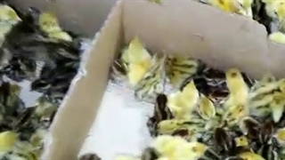 فروش بلدرچین گوشتی ویژه سنگین یک روزه