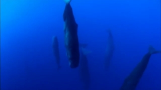 کیف ینام الحوت الأزرق فی الماء !