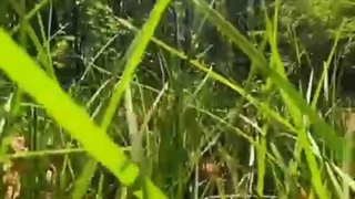 رنگ چشم سبز!!!