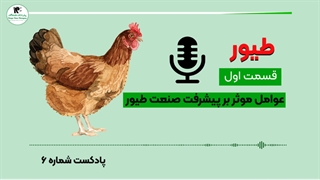 مهم ترین مزایای کنسانتره طیور چیست؟