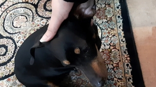 دیگ کم مونده بود دستمو کنم تو حلقش