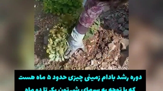 کاشت و برداشت بادام زمینی در کردستان