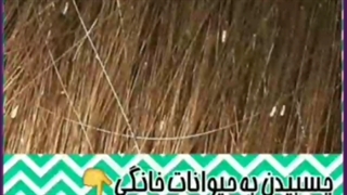 راهکار های فوری برای درمان شپش سر