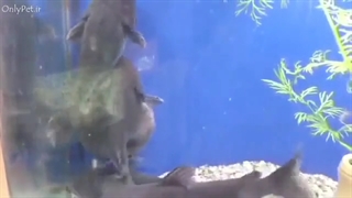 این_کت_فیش_ماهی_ای_به_بزرگی_خودش_را_میخورد!