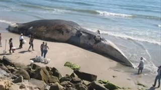 اکبر حوت فی العالم